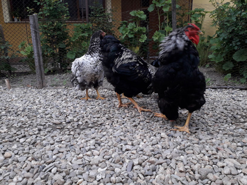  - 2 - Pui tarați SERIA III 2023 studiu defecte -