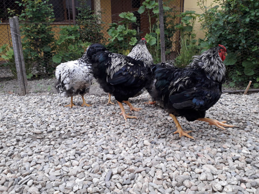  - 2 - Pui tarați SERIA III 2023 studiu defecte -