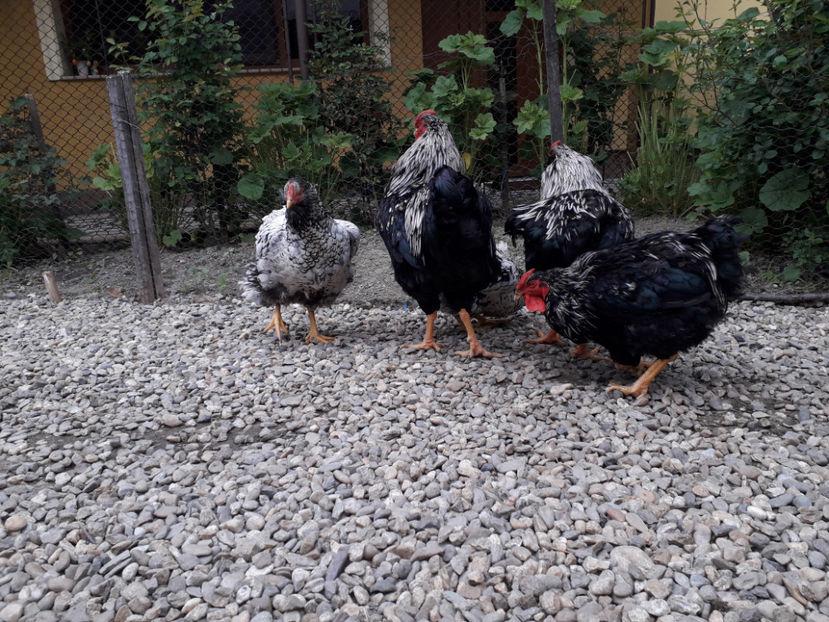  - 2 - Pui tarați SERIA III 2023 studiu defecte -