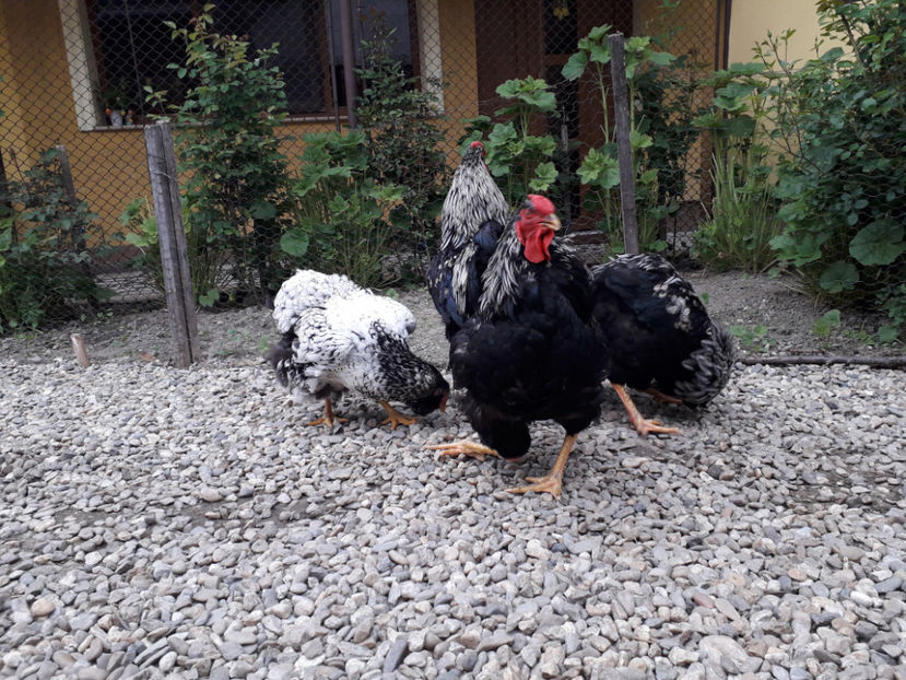  - 2 - Pui tarați SERIA III 2023 studiu defecte -