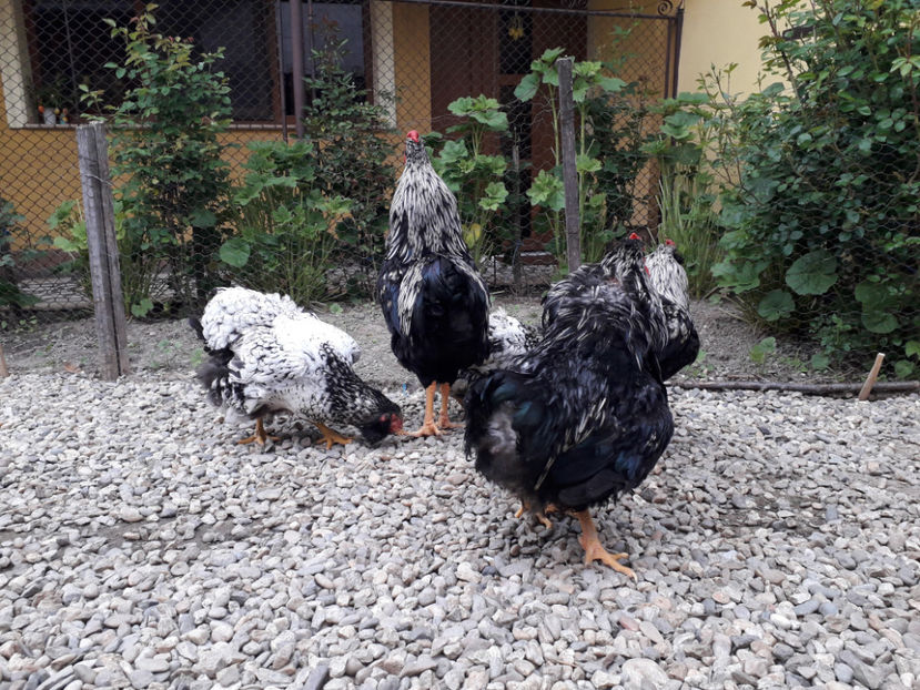  - 2 - Pui tarați SERIA III 2023 studiu defecte -