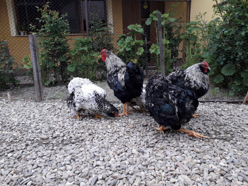  - 2 - Pui tarați SERIA III 2023 studiu defecte -