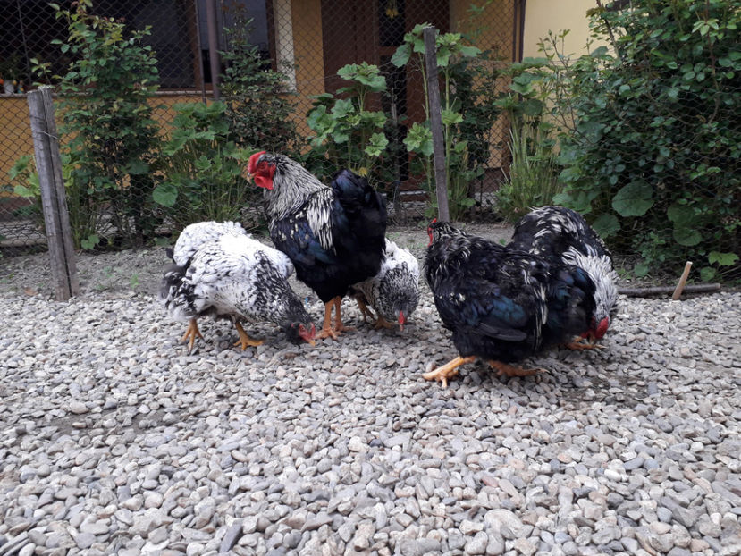  - 2 - Pui tarați SERIA III 2023 studiu defecte -