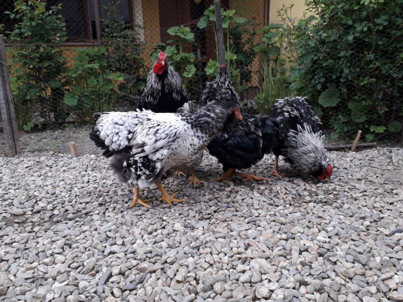  - 2 - Pui tarați SERIA III 2023 studiu defecte -