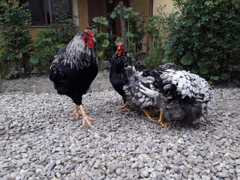  - 2 - Pui tarați SERIA III 2023 studiu defecte -