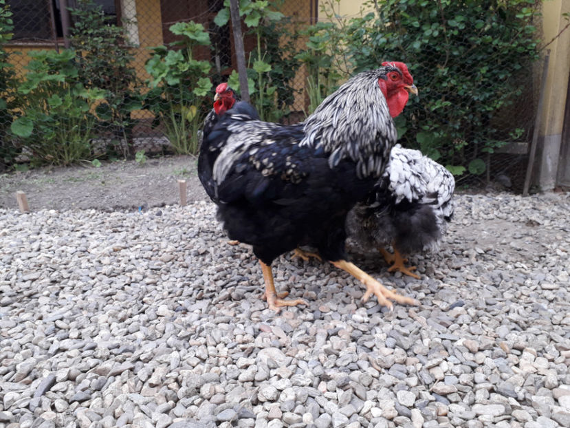  - 2 - Pui tarați SERIA III 2023 studiu defecte -