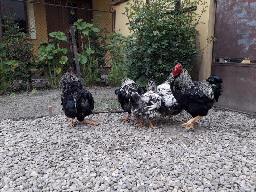 ‎duminică, ‎21 ‎aprilie ‎2024, ‏‎18:35:38 - 2 - Pui tarați SERIA III 2023 studiu defecte -