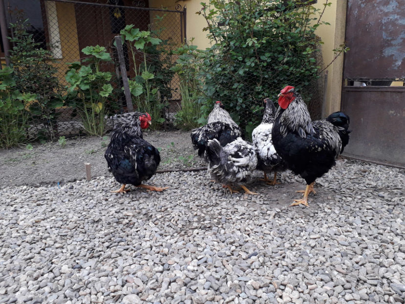  - 2 - Pui tarați SERIA III 2023 studiu defecte -