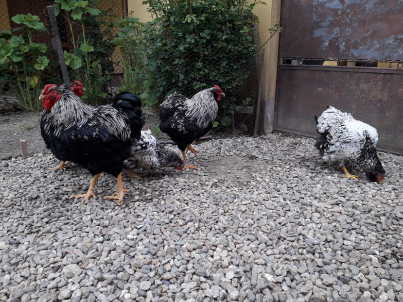  - 2 - Pui tarați SERIA III 2023 studiu defecte -