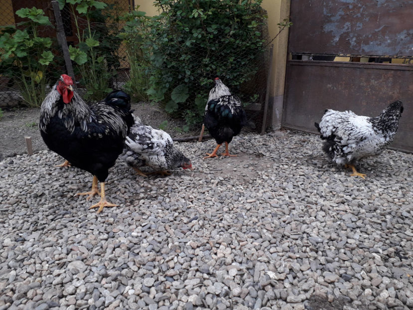  - 2 - Pui tarați SERIA III 2023 studiu defecte -