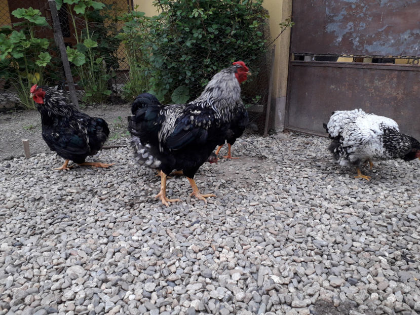  - 2 - Pui tarați SERIA III 2023 studiu defecte -