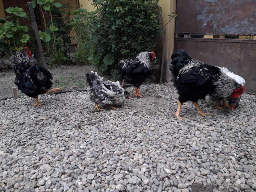  - 2 - Pui tarați SERIA III 2023 studiu defecte -