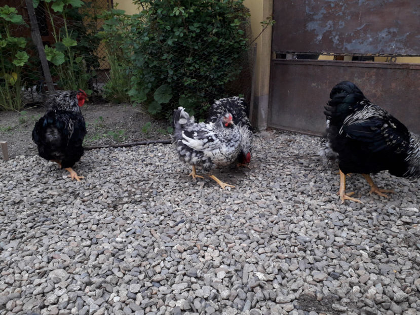  - 2 - Pui tarați SERIA III 2023 studiu defecte -