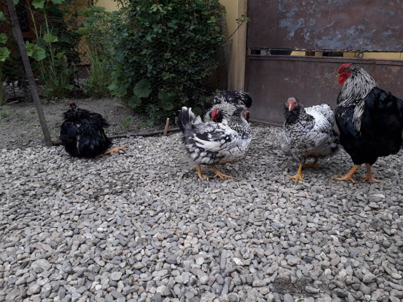  - 2 - Pui tarați SERIA III 2023 studiu defecte -