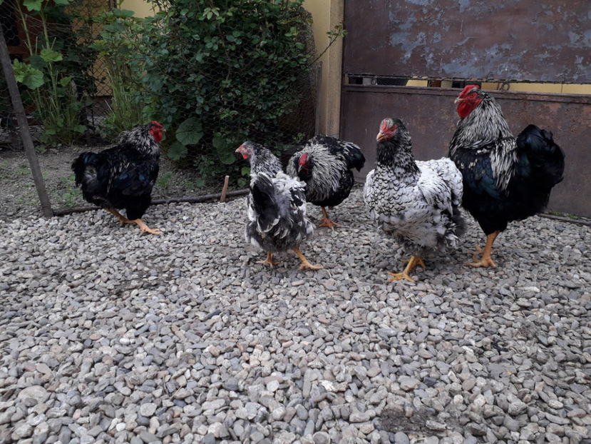  - 2 - Pui tarați SERIA III 2023 studiu defecte -