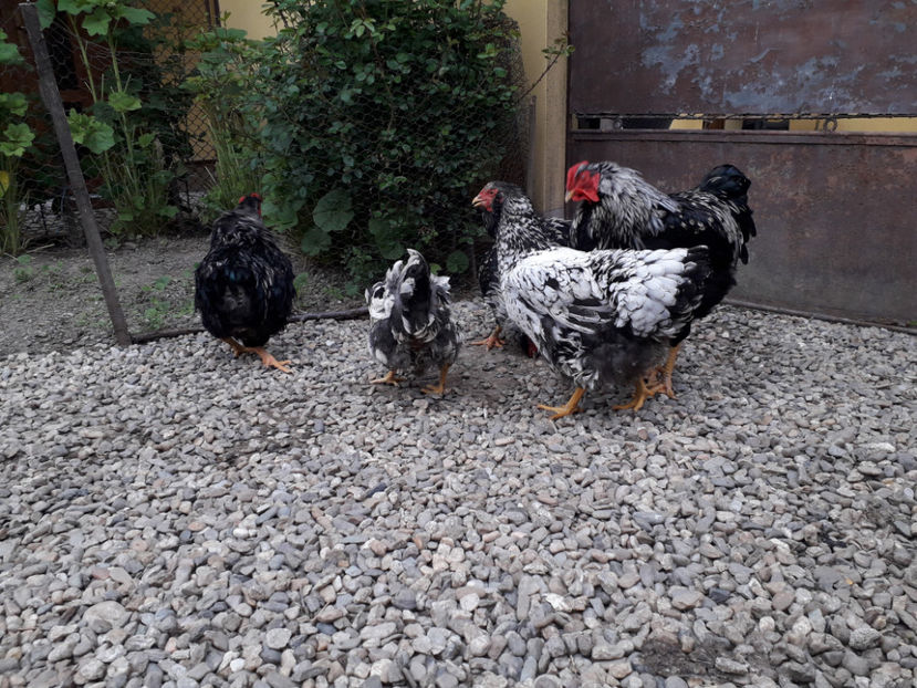  - 2 - Pui tarați SERIA III 2023 studiu defecte -