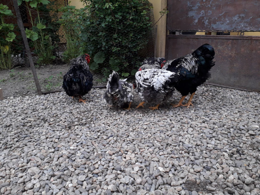  - 2 - Pui tarați SERIA III 2023 studiu defecte -