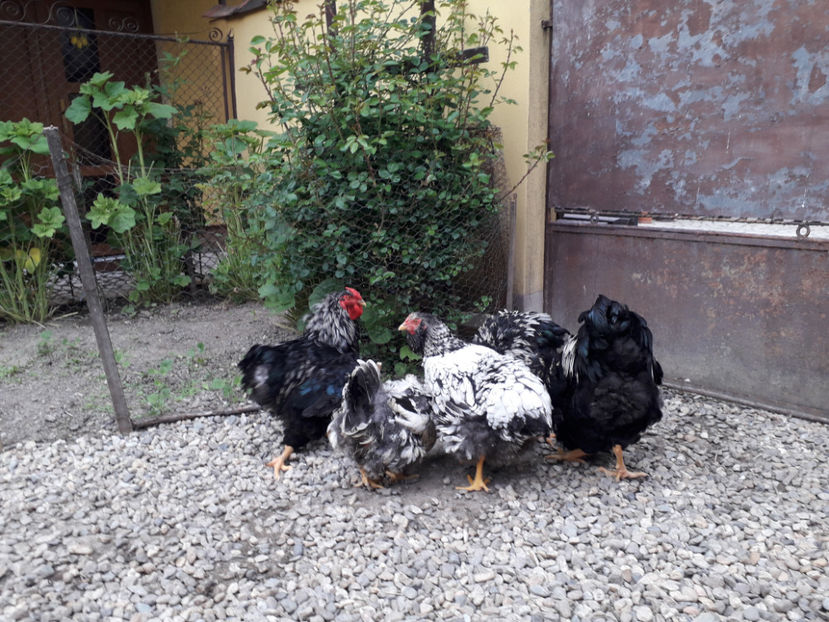  - 2 - Pui tarați SERIA III 2023 studiu defecte -