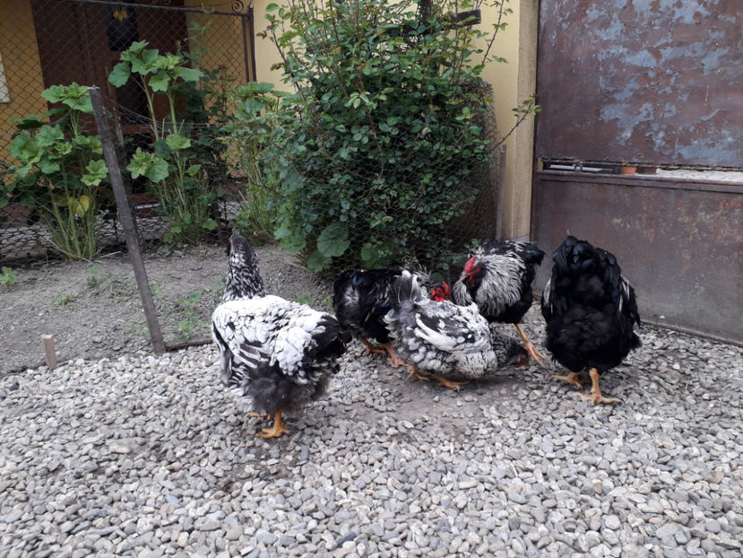  - 2 - Pui tarați SERIA III 2023 studiu defecte -