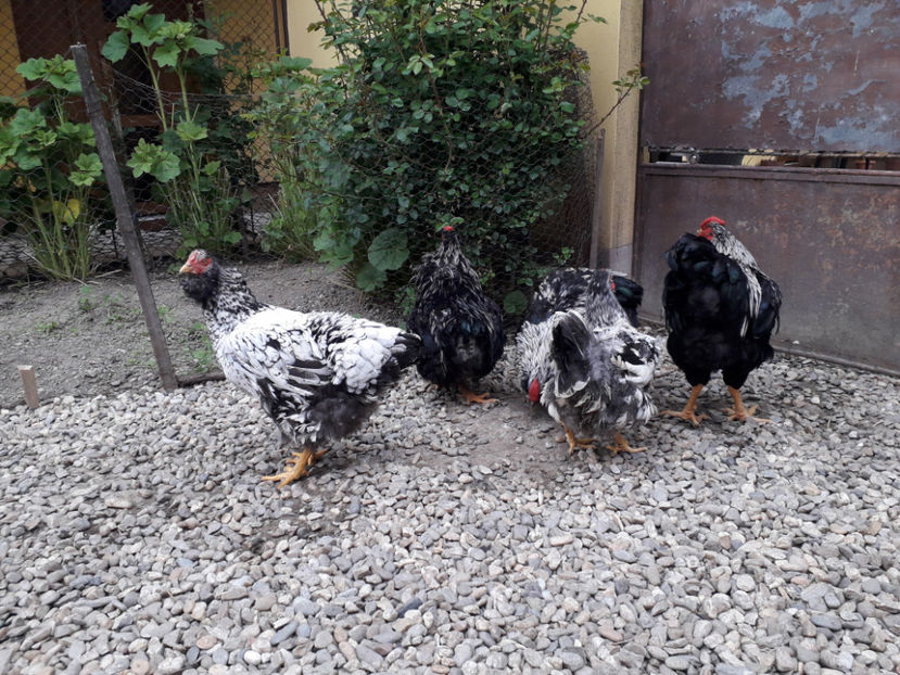  - 2 - Pui tarați SERIA III 2023 studiu defecte -