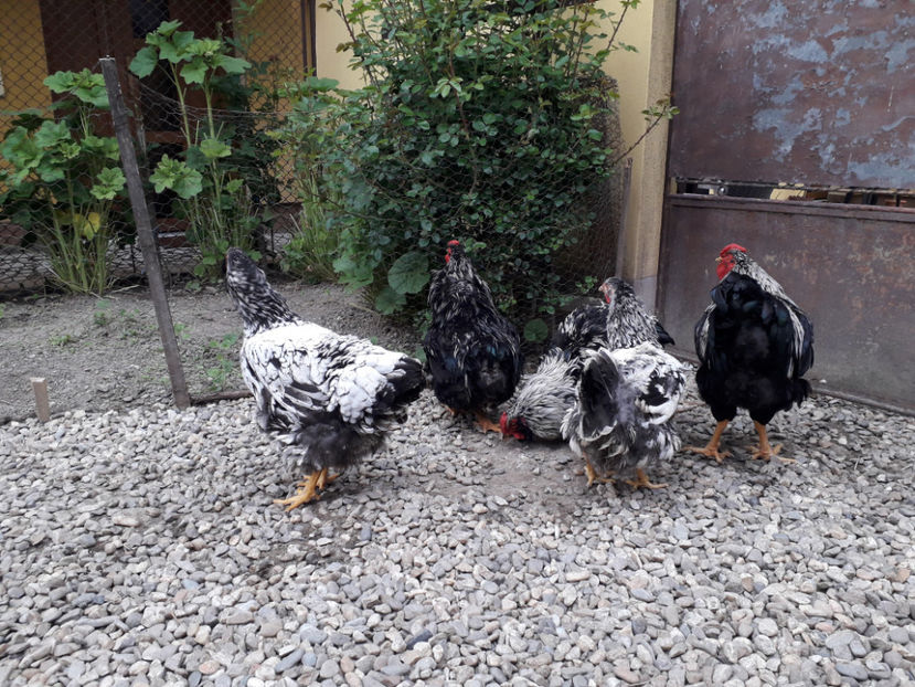  - 2 - Pui tarați SERIA III 2023 studiu defecte -