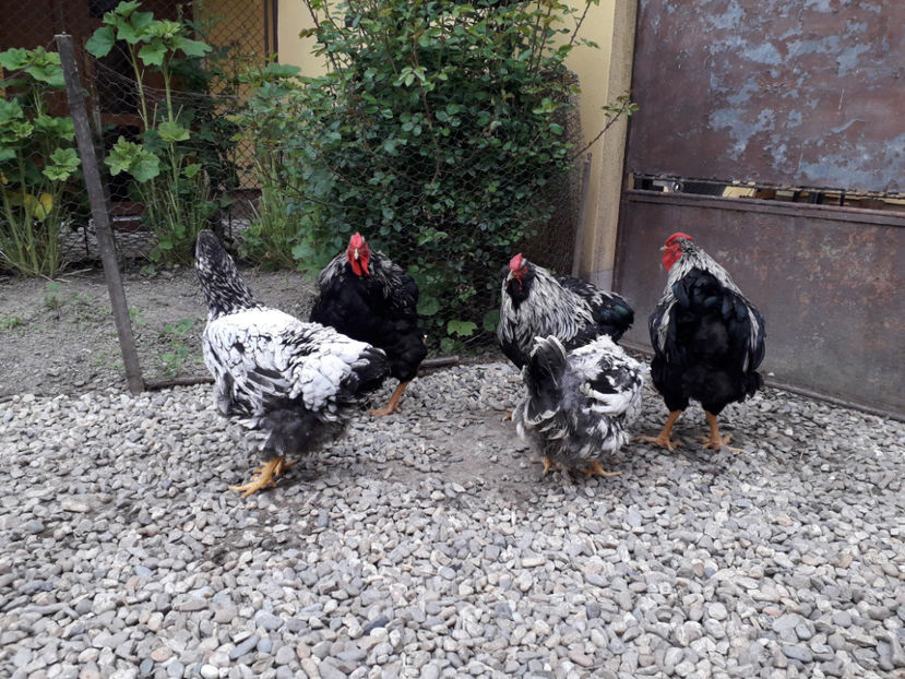  - 2 - Pui tarați SERIA III 2023 studiu defecte -