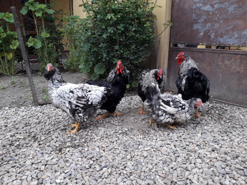  - 2 - Pui tarați SERIA III 2023 studiu defecte -