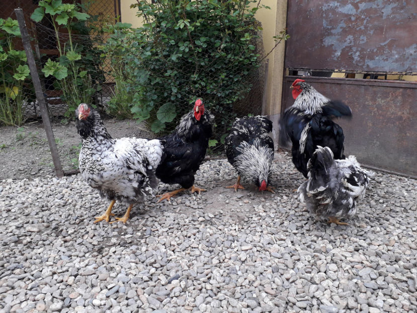  - 2 - Pui tarați SERIA III 2023 studiu defecte -