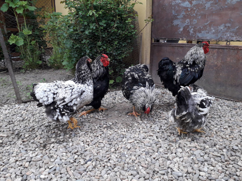  - 2 - Pui tarați SERIA III 2023 studiu defecte -