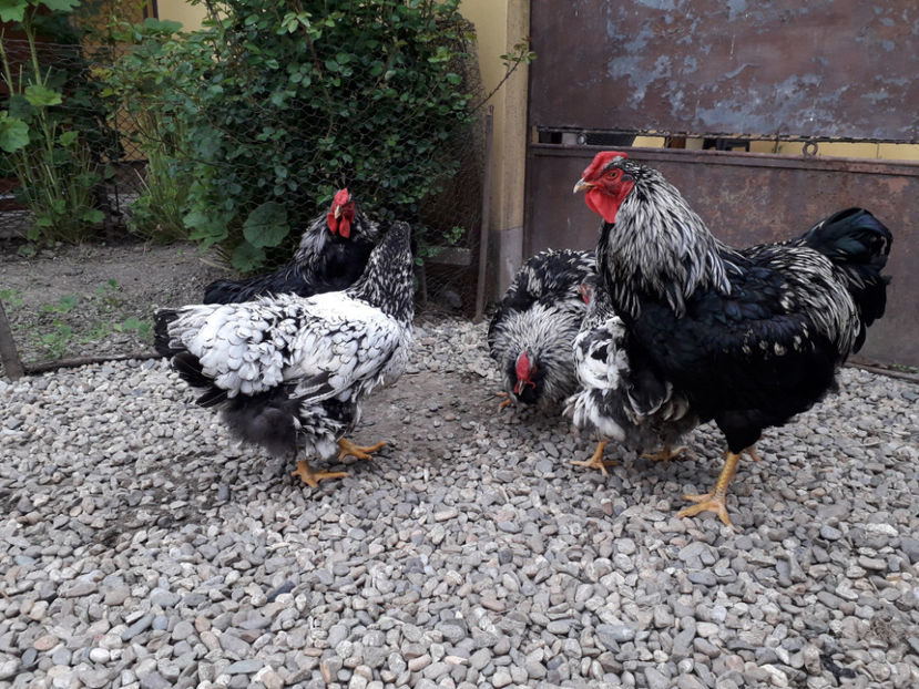  - 2 - Pui tarați SERIA III 2023 studiu defecte -