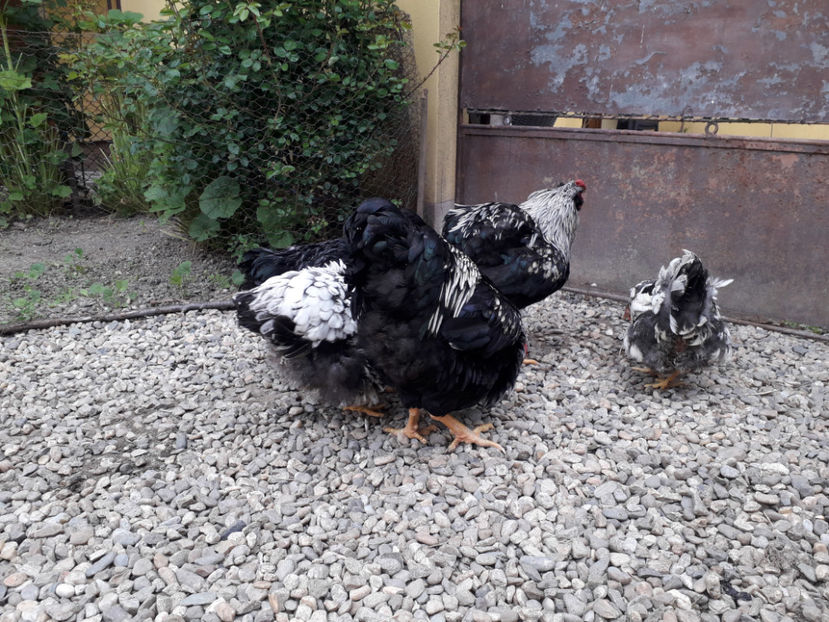  - 2 - Pui tarați SERIA III 2023 studiu defecte -