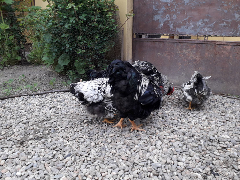  - 2 - Pui tarați SERIA III 2023 studiu defecte -