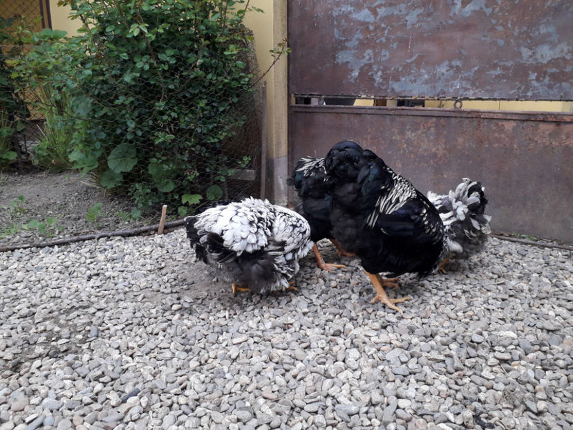  - 2 - Pui tarați SERIA III 2023 studiu defecte -