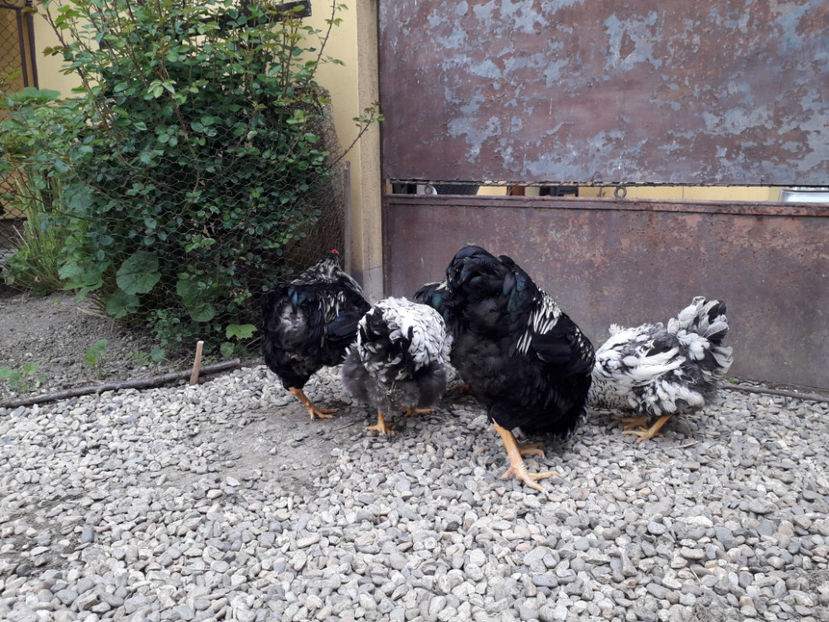  - 2 - Pui tarați SERIA III 2023 studiu defecte -