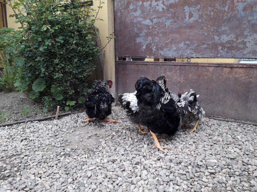  - 2 - Pui tarați SERIA III 2023 studiu defecte -