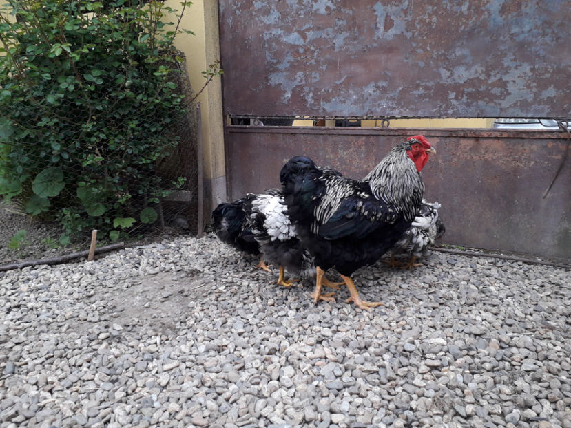  - 2 - Pui tarați SERIA III 2023 studiu defecte -