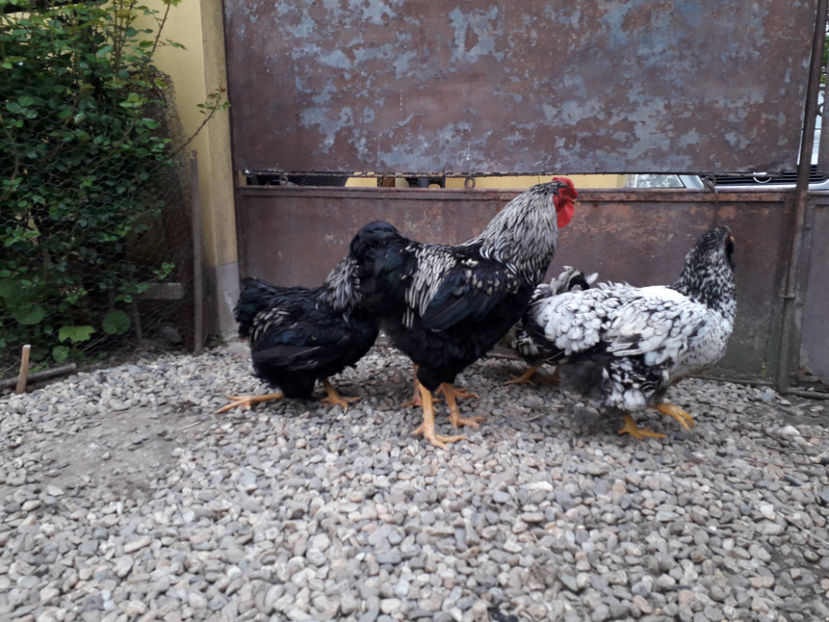  - 2 - Pui tarați SERIA III 2023 studiu defecte -