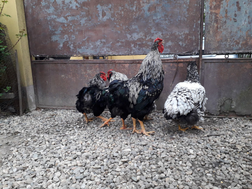  - 2 - Pui tarați SERIA III 2023 studiu defecte -