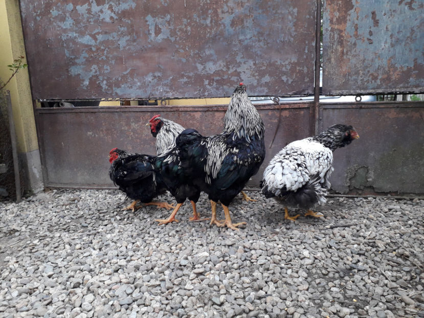  - 2 - Pui tarați SERIA III 2023 studiu defecte -