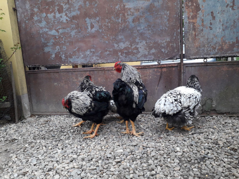  - 2 - Pui tarați SERIA III 2023 studiu defecte -