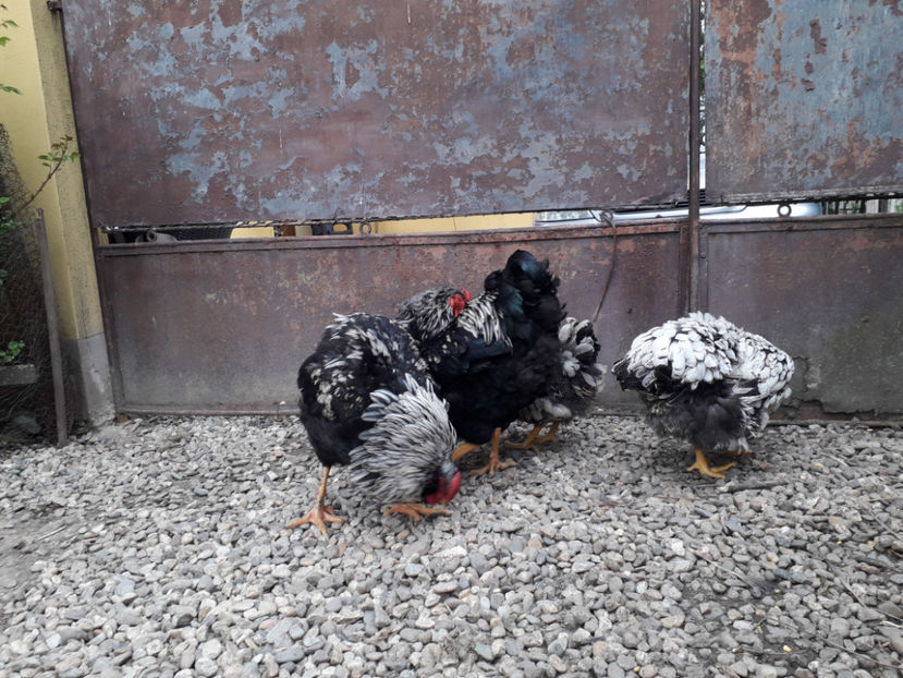  - 2 - Pui tarați SERIA III 2023 studiu defecte -