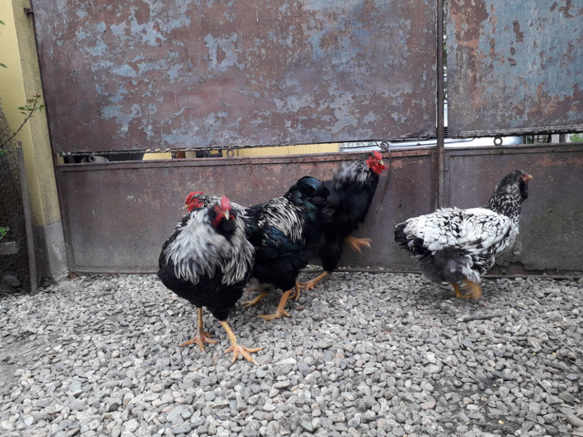  - 2 - Pui tarați SERIA III 2023 studiu defecte -