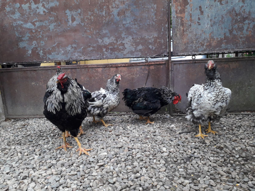  - 2 - Pui tarați SERIA III 2023 studiu defecte -