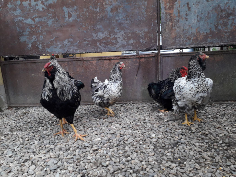  - 2 - Pui tarați SERIA III 2023 studiu defecte -