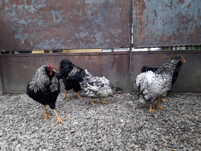  - 2 - Pui tarați SERIA III 2023 studiu defecte -