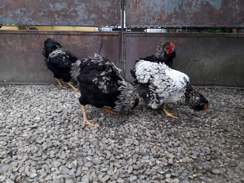  - 2 - Pui tarați SERIA III 2023 studiu defecte -