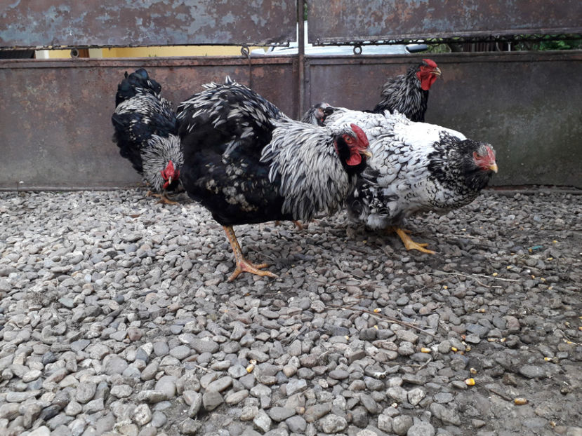  - 2 - Pui tarați SERIA III 2023 studiu defecte -