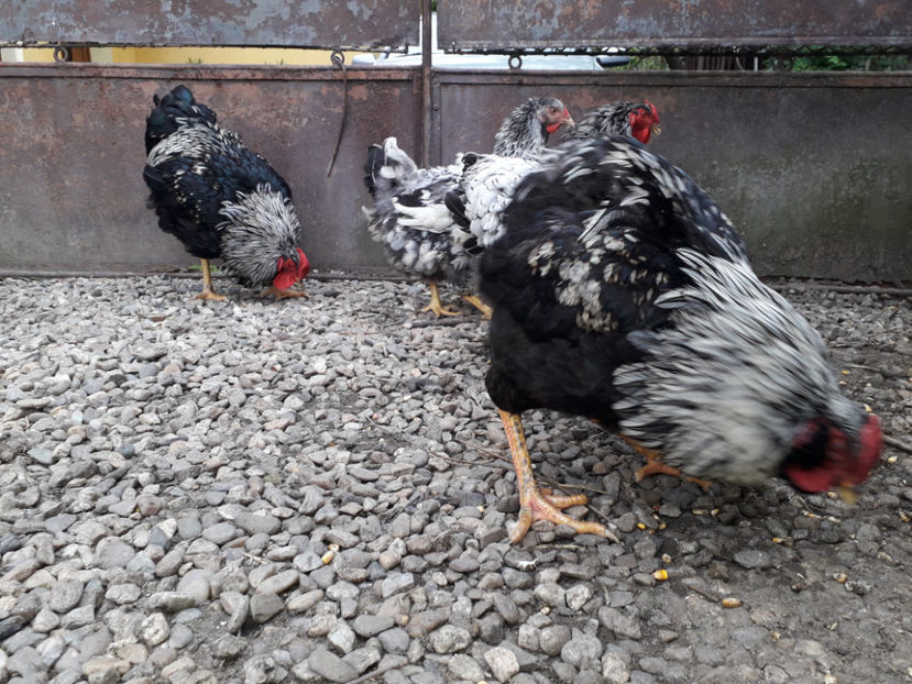  - 2 - Pui tarați SERIA III 2023 studiu defecte -