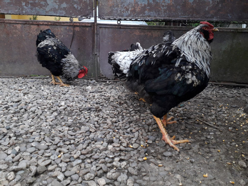  - 2 - Pui tarați SERIA III 2023 studiu defecte -