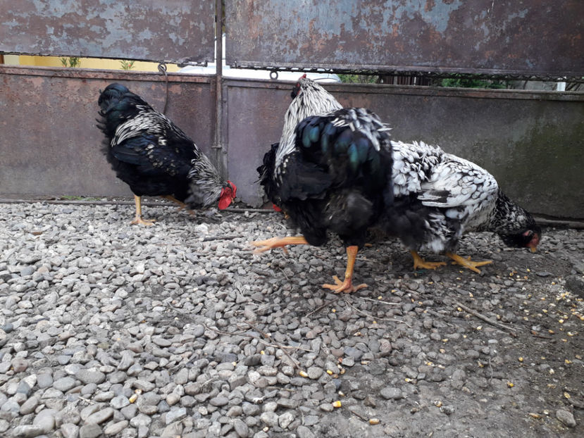  - 2 - Pui tarați SERIA III 2023 studiu defecte -